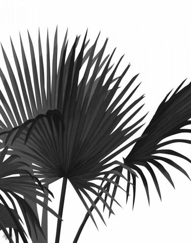 Fan Palm 1, Black On White White Modern Wood Framed Art Print with Double Matting by Fab Funky