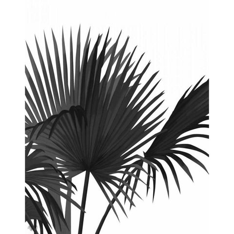 Fan Palm 1, Black On White Black Modern Wood Framed Art Print with Double Matting by Fab Funky