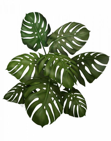 Monstera Plant, Green on White White Modern Wood Framed Art Print with Double Matting by Fab Funky