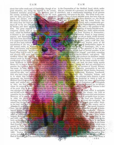 Rainbow Splash Fox 1 Black Ornate Wood Framed Art Print with Double Matting by Fab Funky