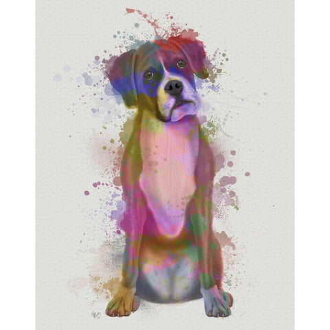 Boxer 1 Full Rainbow Splash White Modern Wood Framed Art Print by Fab Funky