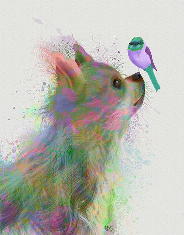 Chihuahua, Long Haired, Rainbow Splash White Modern Wood Framed Art Print with Double Matting by Fab Funky