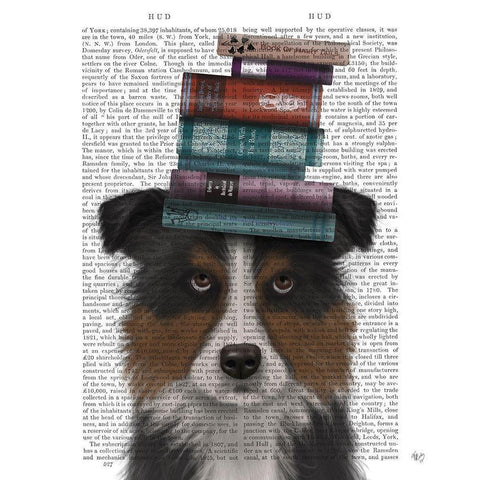 Border Collie, Tricolour, and Books Black Modern Wood Framed Art Print with Double Matting by Fab Funky