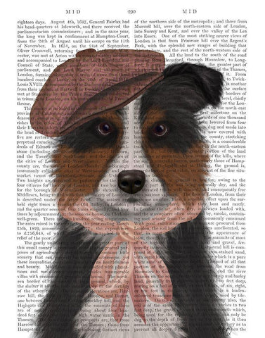 Border Collie Hat and Pink Scarf White Modern Wood Framed Art Print with Double Matting by Fab Funky