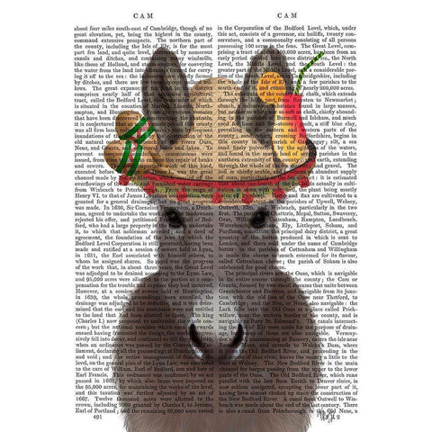Donkey Sombrero Book Print Black Modern Wood Framed Art Print with Double Matting by Fab Funky