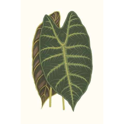 Collected Leaves V Black Modern Wood Framed Art Print with Double Matting by Vision Studio