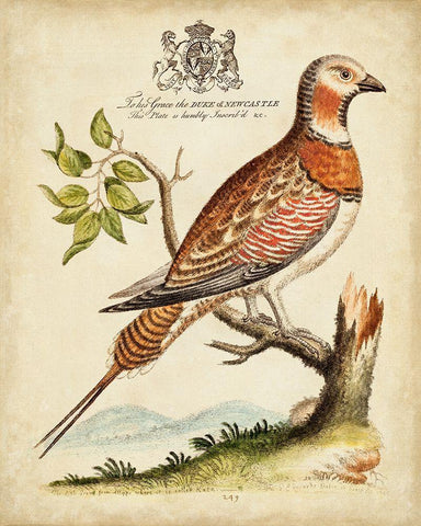 Regal Birds I Black Ornate Wood Framed Art Print with Double Matting by Edwards, George