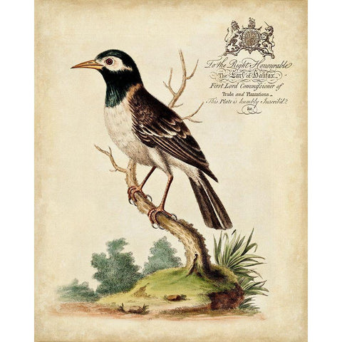 Regal Birds II Black Modern Wood Framed Art Print with Double Matting by Edwards, George