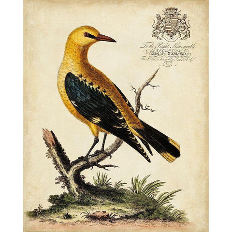 Regal Birds III Black Modern Wood Framed Art Print with Double Matting by Edwards, George