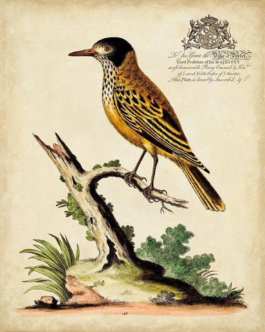 Regal Birds IV White Modern Wood Framed Art Print with Double Matting by Edwards, George