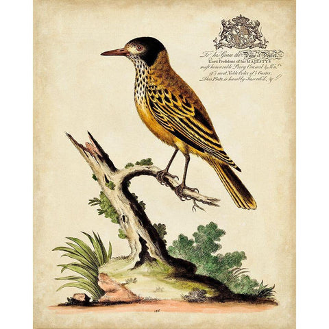 Regal Birds IV Black Modern Wood Framed Art Print by Edwards, George