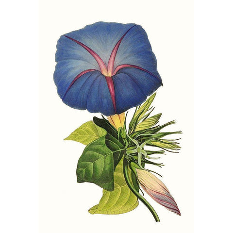 Paxton Florals I White Modern Wood Framed Art Print by Paxton