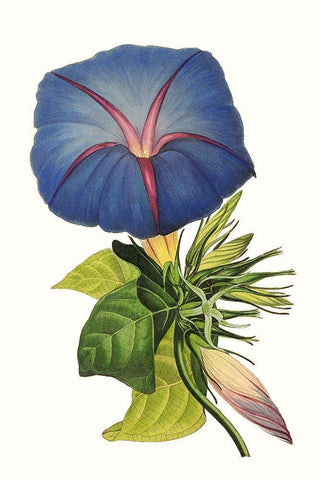 Paxton Florals I White Modern Wood Framed Art Print with Double Matting by Paxton