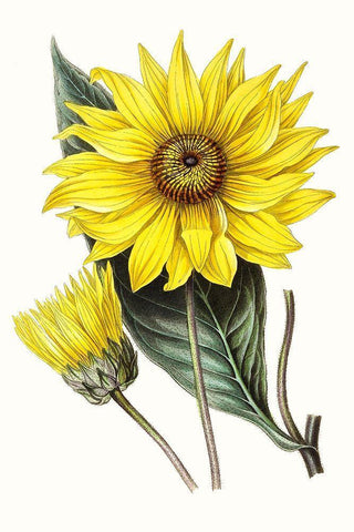 Paxton Florals II White Modern Wood Framed Art Print with Double Matting by Paxton