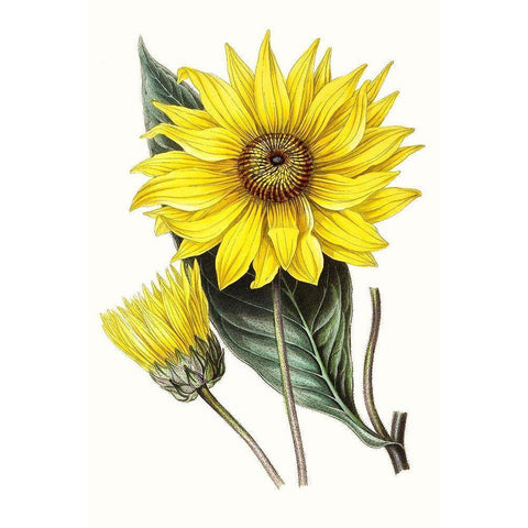 Paxton Florals II Black Modern Wood Framed Art Print by Paxton