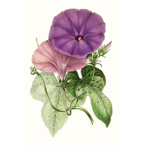 Paxton Florals III Black Modern Wood Framed Art Print with Double Matting by Paxton