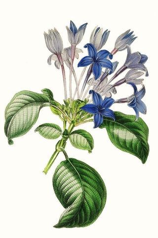 Paxton Florals IV White Modern Wood Framed Art Print with Double Matting by Paxton