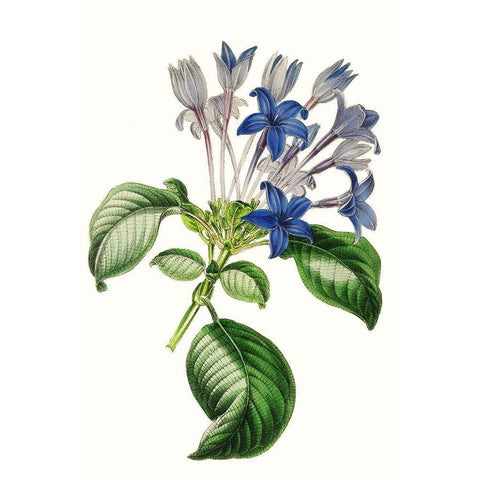 Paxton Florals IV Black Modern Wood Framed Art Print with Double Matting by Paxton