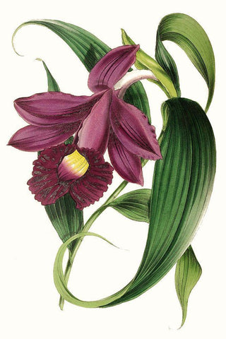 Paxton Florals V White Modern Wood Framed Art Print with Double Matting by Paxton