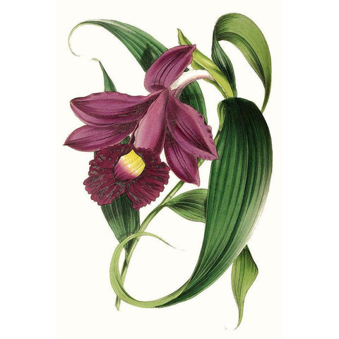 Paxton Florals V White Modern Wood Framed Art Print by Paxton