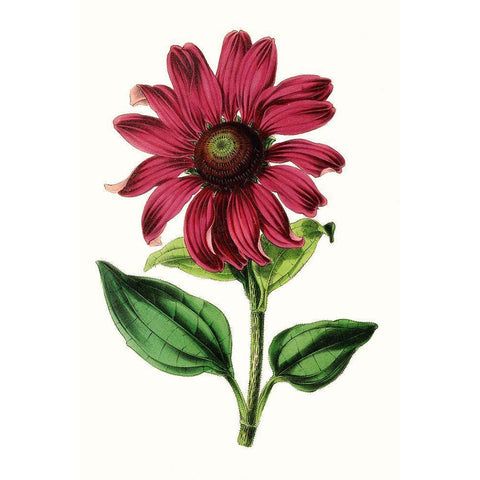 Paxton Florals VI Black Modern Wood Framed Art Print with Double Matting by Paxton