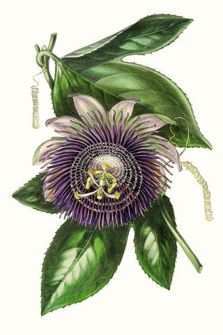 Paxton Florals VII Black Ornate Wood Framed Art Print with Double Matting by Paxton