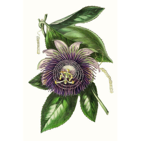 Paxton Florals VII Black Modern Wood Framed Art Print by Paxton