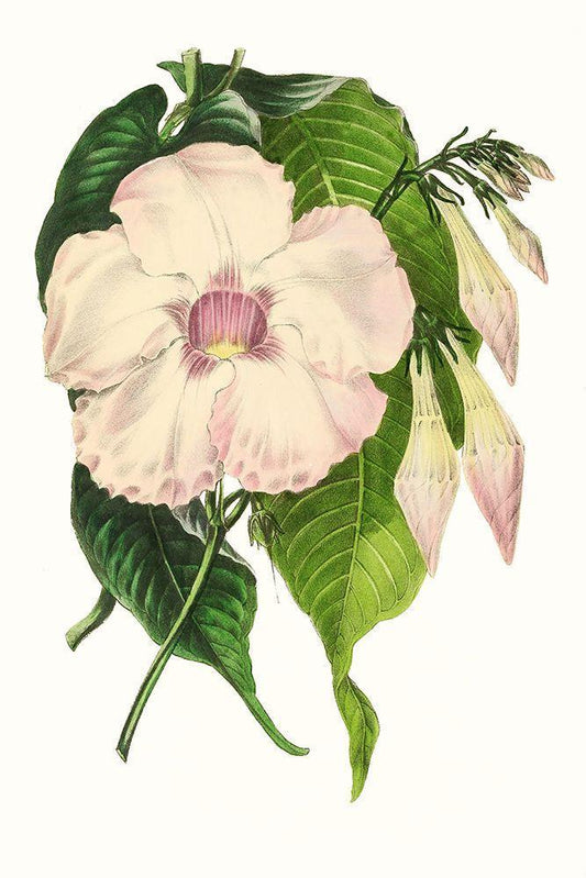 Image Only