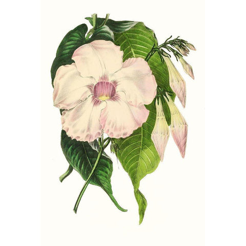 Paxton Florals VIII Black Modern Wood Framed Art Print by Paxton