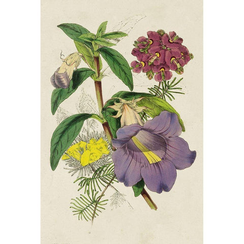 Paxton Botanical Pairing I Black Modern Wood Framed Art Print with Double Matting by Paxton