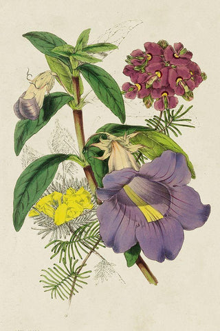 Paxton Botanical Pairing I Black Ornate Wood Framed Art Print with Double Matting by Paxton