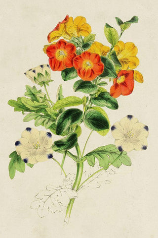 Paxton Botanical Pairing II White Modern Wood Framed Art Print with Double Matting by Paxton