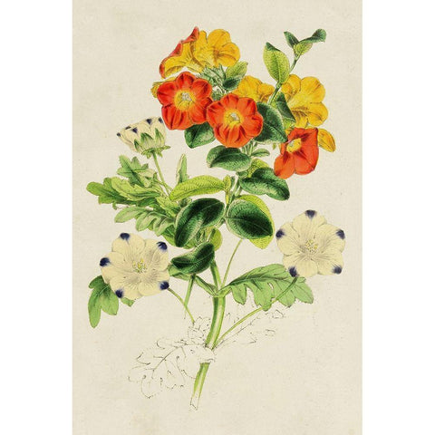 Paxton Botanical Pairing II Black Modern Wood Framed Art Print by Paxton