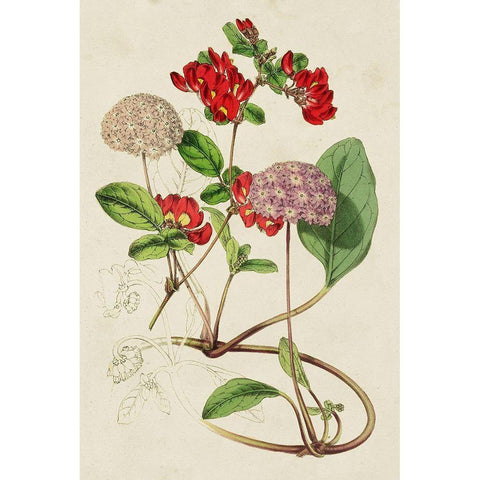 Paxton Botanical Pairing III Gold Ornate Wood Framed Art Print with Double Matting by Paxton