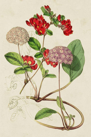 Paxton Botanical Pairing III White Modern Wood Framed Art Print with Double Matting by Paxton