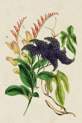 Paxton Botanical Pairing IV Black Ornate Wood Framed Art Print with Double Matting by Paxton