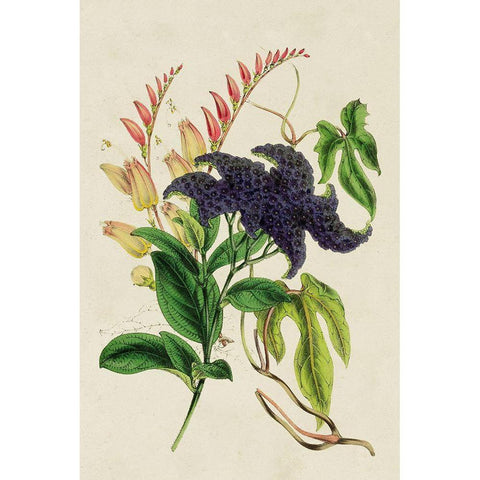 Paxton Botanical Pairing IV Black Modern Wood Framed Art Print by Paxton