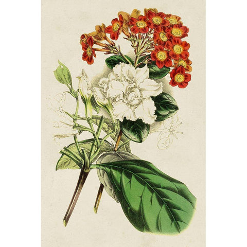 Paxton Botanical Pairing V White Modern Wood Framed Art Print by Paxton
