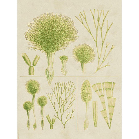 Vintage Sea Grass III White Modern Wood Framed Art Print by Vision Studio