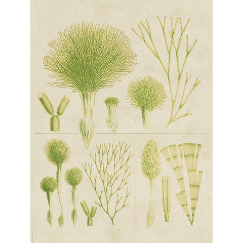 Vintage Sea Grass III Black Modern Wood Framed Art Print with Double Matting by Vision Studio
