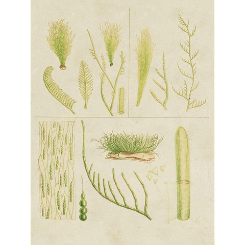 Vintage Sea Grass VI Black Modern Wood Framed Art Print with Double Matting by Vision Studio