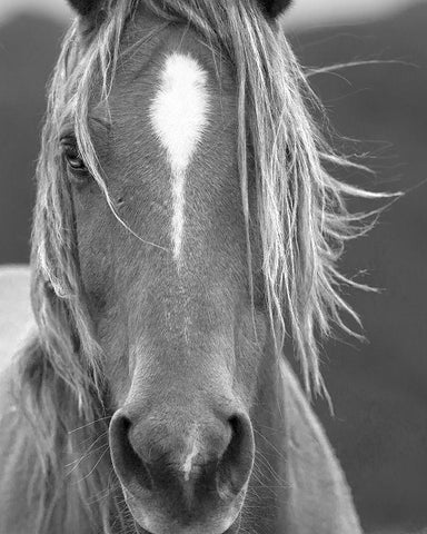 Close Up White Modern Wood Framed Art Print with Double Matting by Linden, Sally