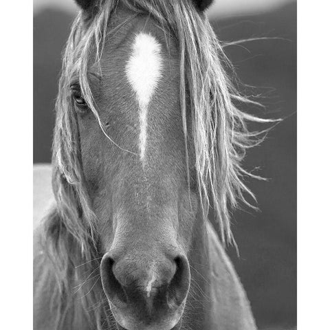 Close Up White Modern Wood Framed Art Print by Linden, Sally