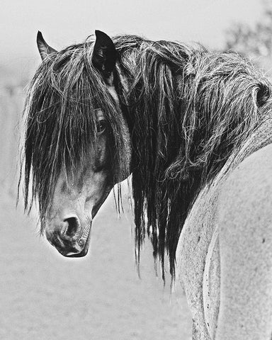 Freedom Black Ornate Wood Framed Art Print with Double Matting by Linden, Sally