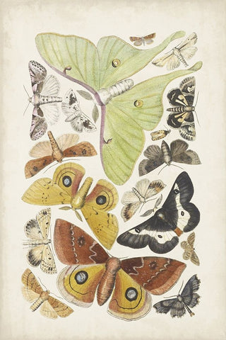 Antique Moths I White Modern Wood Framed Art Print with Double Matting by Unknown