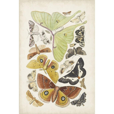 Antique Moths I White Modern Wood Framed Art Print by Unknown