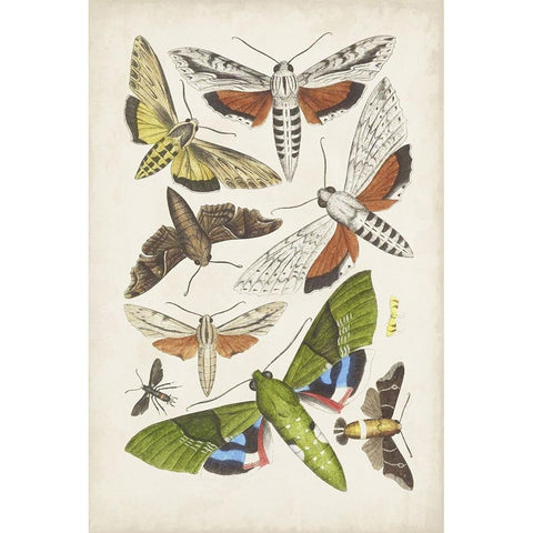 Antique Moths II Black Modern Wood Framed Art Print with Double Matting by Unknown