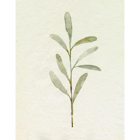 Olive Leaves III Black Modern Wood Framed Art Print by Caroline, Emma