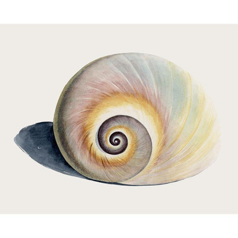 Spiraling I White Modern Wood Framed Art Print by Popp, Grace