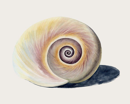 Image Only
